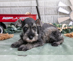 Puppy Toby Schnauzer (Miniature)