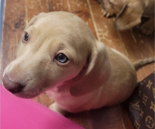 Medium Photo #1 Dachshund Puppy For Sale in GOSHEN, AL, USA