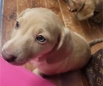 Small Photo #1 Dachshund Puppy For Sale in GOSHEN, AL, USA