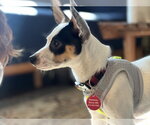 Small Photo #3 Chihuahua Puppy For Sale in St. Louis Park, MN, USA