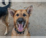 TAE BO - Male German Shepherd Dog Dog for Adoption - Small photo