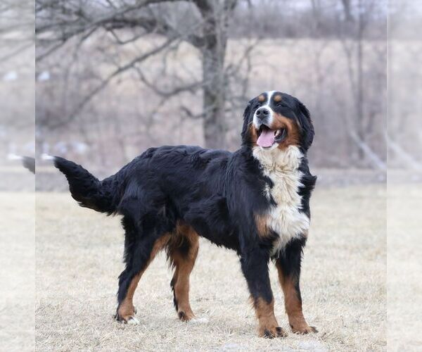 Medium Photo #1 Bernedoodle (Miniature) Puppy For Sale in LIVINGSTON, WI, USA