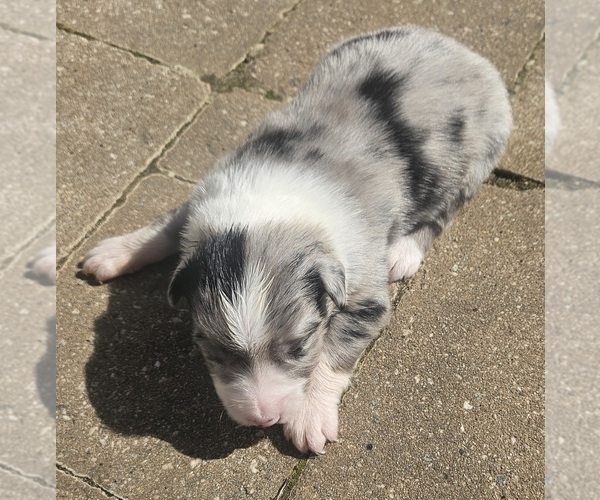 Medium Photo #7 Australian Shepherd Puppy For Sale in NELSON, VA, USA