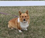 Small Photo #1 Pembroke Welsh Corgi Puppy For Sale in NORTH MANCHESTER, IN, USA