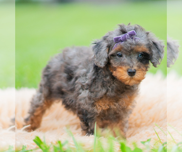 Medium Photo #3 Poodle (Miniature) Puppy For Sale in WARSAW, IN, USA