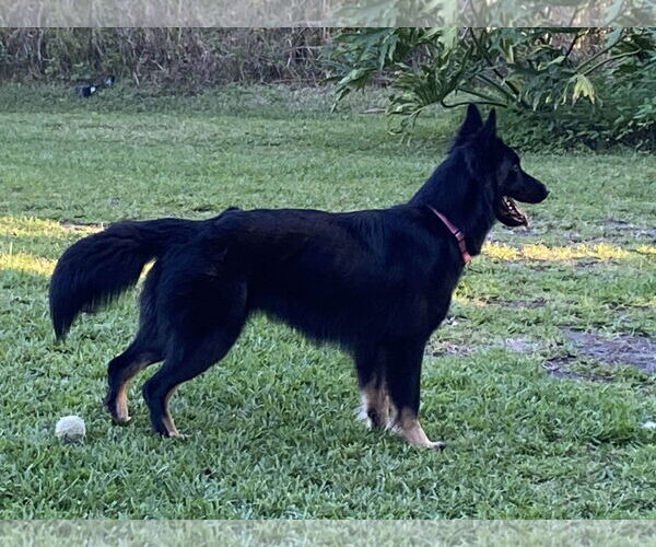 Medium Photo #3 German Shepherd Dog Puppy For Sale in Fort Lauderdale, FL, USA