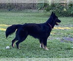 Small #2 German Shepherd Dog