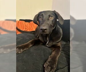 Kylie - Female Labrador Retriever-Unknown Mix Dog for Adoption - Photo #7