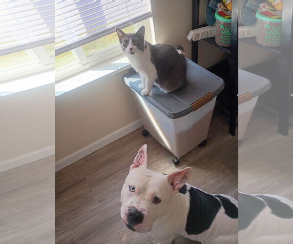 Medium Photo #10 Bulldog-Staffordshire Bull Terrier Mix Puppy For Sale in Rootstown, OH, USA