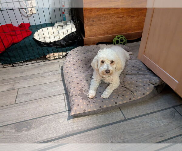 Medium Photo #2 Poodle (Miniature)-Unknown Mix Puppy For Sale in Sanford, FL, USA