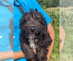 Puppy 0 Aussiedoodle Miniature 