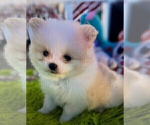 Pomeranian Puppy for sale in MIAMI, FL, USA