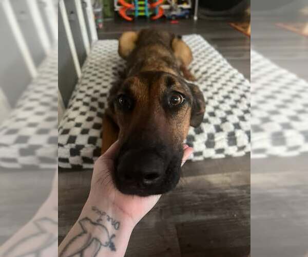 Medium Photo #4 Mutt Puppy For Sale in Rowlett, TX, USA