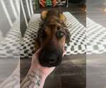 Small #3 Mutt