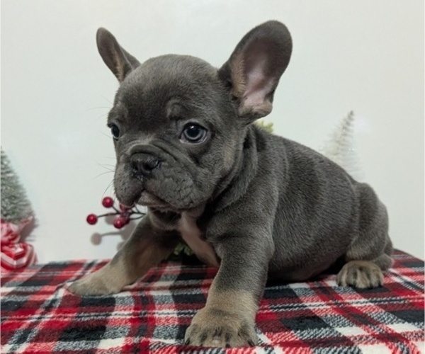 Medium Photo #40 French Bulldog Puppy For Sale in GOSHEN, IN, USA