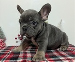 Small Photo #40 French Bulldog Puppy For Sale in GOSHEN, IN, USA