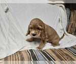 Small #5 English Cocker Spaniel