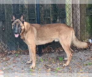 Hunter 3179 - Male German Shepherd Dog Dog for Adoption - Photo #5