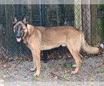 Small Photo #5 German Shepherd Dog Puppy For Sale in Plantation, FL, USA