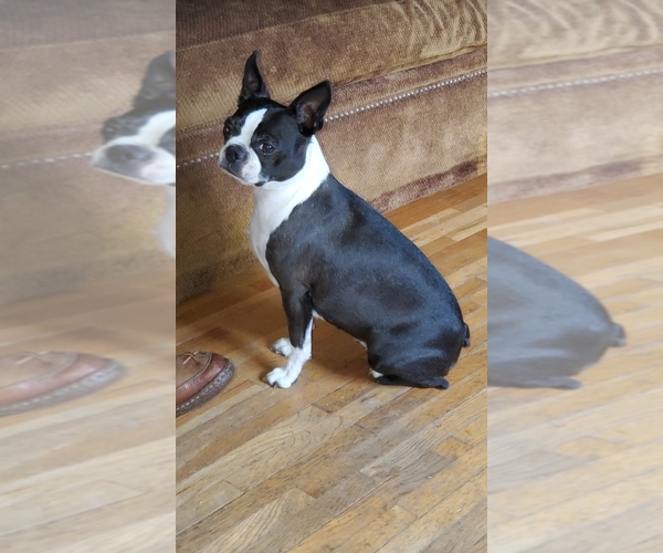 Medium Photo #1 Boston Terrier Puppy For Sale in EAST GRAND FORKS, MN, USA