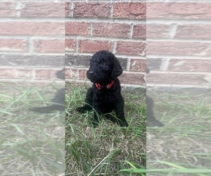 Medium Labradoodle