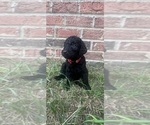 Puppy Red collar Labradoodle
