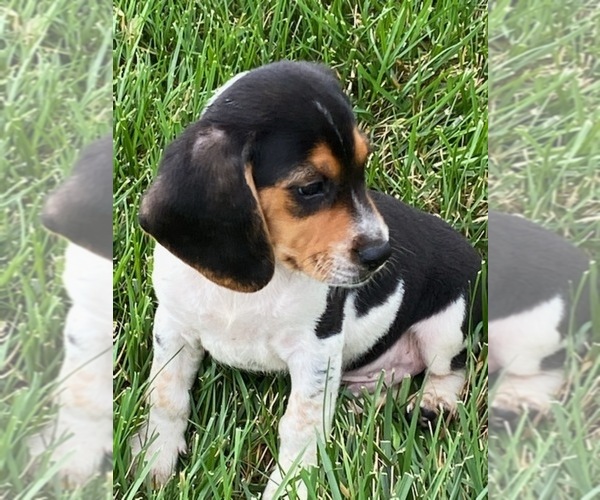 Medium Photo #1 Beagle Puppy For Sale in BOWLING GREEN, KY, USA