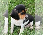 Small Photo #1 Beagle Puppy For Sale in BOWLING GREEN, KY, USA