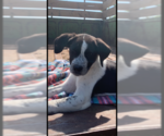 Small Anatolian Shepherd-Labrador Retriever Mix