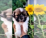 Small Photo #9 Shih Tzu Puppy For Sale in DISPUTANTA, VA, USA