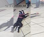 Small Photo #2 American Pit Bull Terrier-Unknown Mix Puppy For Sale in DuQuoin, IL, USA