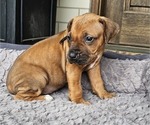 Small #4 Rhodesian Ridgeback