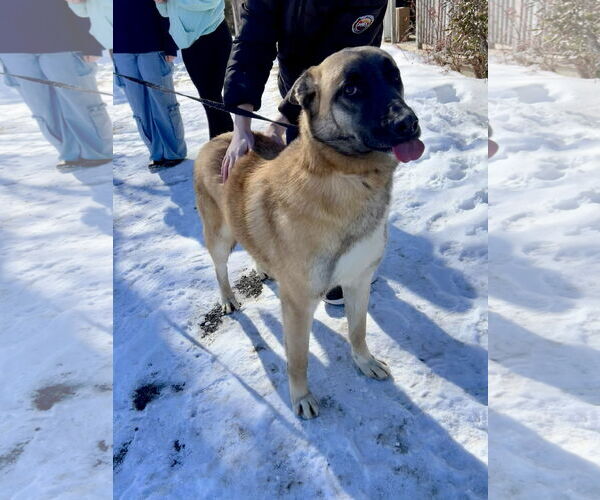 Medium Photo #7 Mutt Puppy For Sale in Sebec, ME, USA