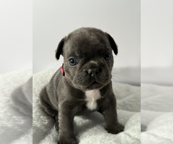 Medium Photo #1 French Bulldog Puppy For Sale in OLYMPIA, WA, USA