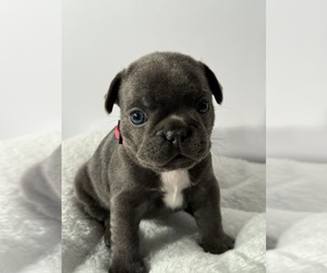 Medium French Bulldog