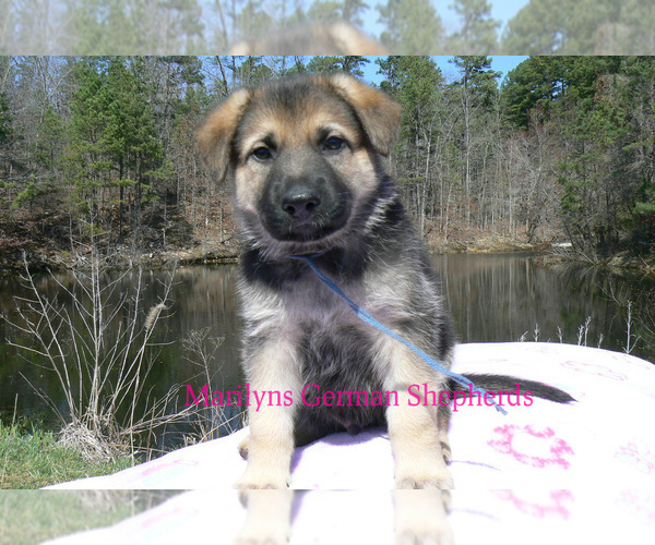 Medium Photo #2 German Shepherd Dog Puppy For Sale in PIEDMONT, MO, USA