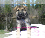 Small #1 German Shepherd Dog