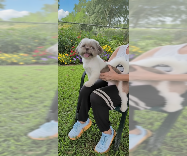 Medium Photo #4 Shih Tzu Puppy For Sale in Weston, FL, USA