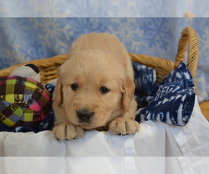 Medium Golden Retriever