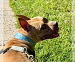 Small #1 American French Bull Terrier