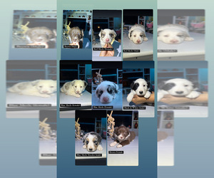 Australian Shepherd Puppy for sale in SACRAMENTO, CA, USA