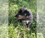 Small Photo #10 Border Collie-Golden Retriever Mix Puppy For Sale in OVERLAND PARK, KS, USA