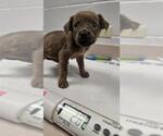 Small Labrador Retriever Mix