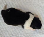 Small #4 Akita