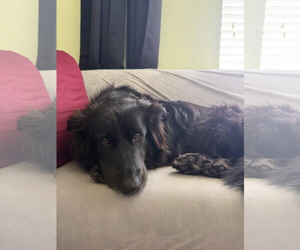 Medium Photo #4 Border Collie-Unknown Mix Puppy For Sale in Valrico, FL, USA