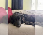 Small #3 Border Collie Mix