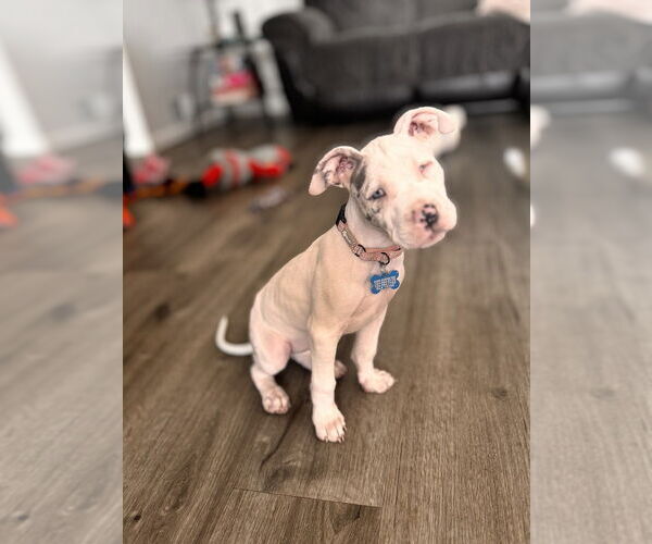 Medium Photo #3 Mutt Puppy For Sale in Springdale, PA, USA