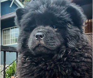 Chow Chow Puppy for sale in LOS ANGELES, CA, USA