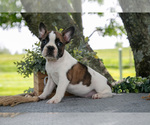 Puppy Mollie Faux Frenchbo Bulldog