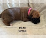 Puppy Hazel Boxer